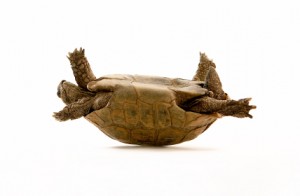 Flipped_Turtle