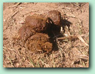 elephant dung