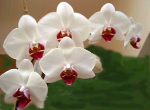 orchid-flower
